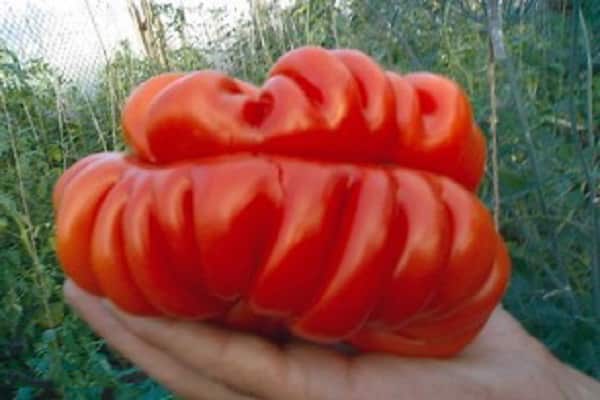 côtes levées sur légumes