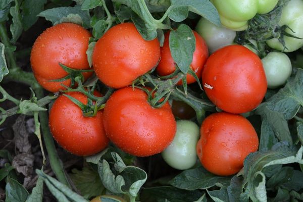 Impala Tomatoes