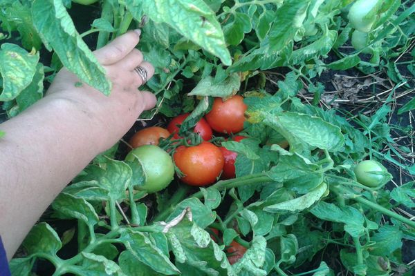 Penjagaan tomato