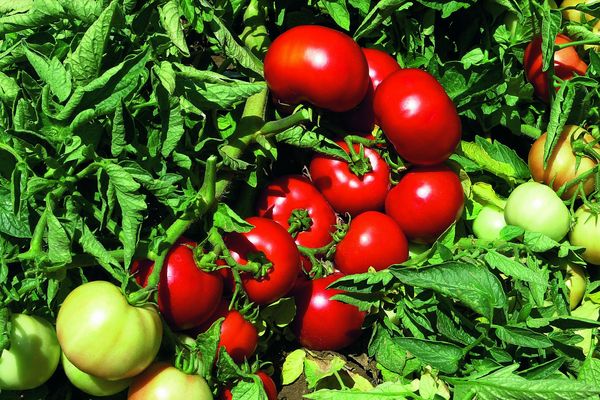 Récolte de tomates