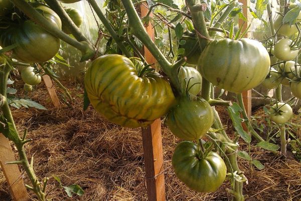 Tomates irlandeses