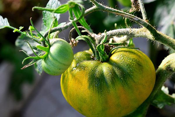 Green tomato