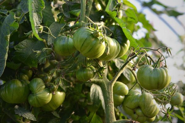 Cultiver des tomates