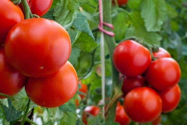 Ripe tomatoes