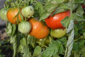 Description de la variété précoce de tomate Kapitan et de ses caractéristiques