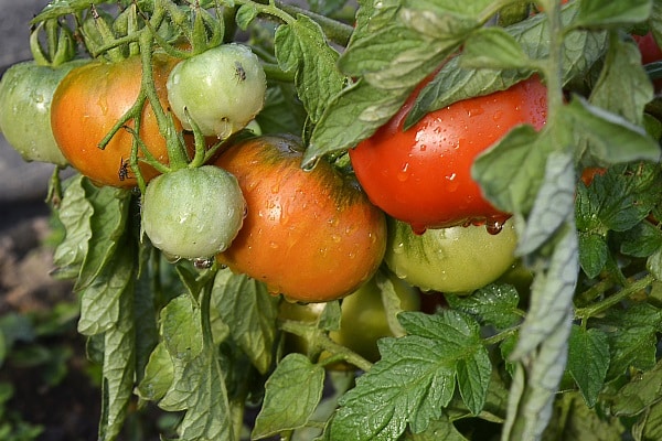 tomates ultra précoces