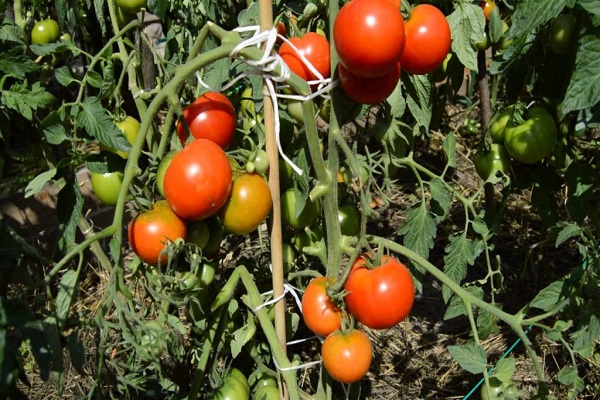 laitue tomate