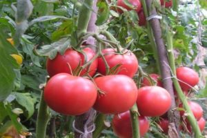 Description de la variété de tomate Kasamori et de ses caractéristiques