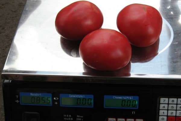 tomato untuk dijual