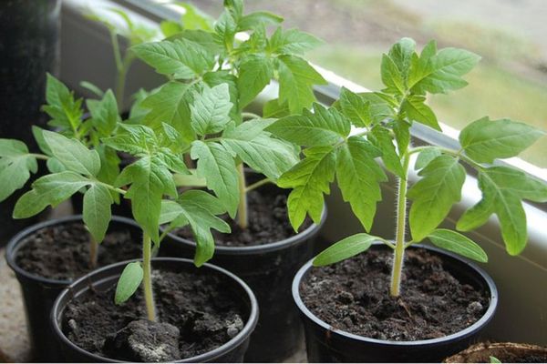 Pousses de tomates