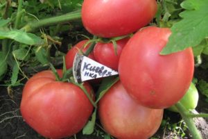 Description d'une variété de tomates à gros fruits Kievlyanka et son rendement