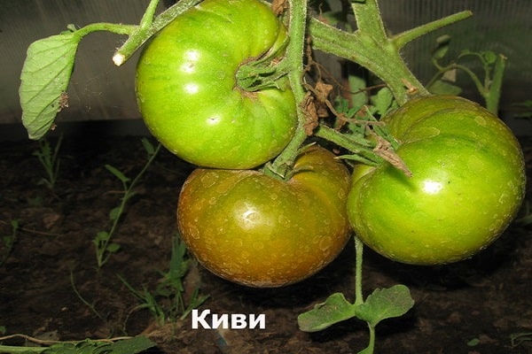 kamatis kiwi