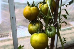 Description de la variété de tomate verte Kiwi et de ses caractéristiques