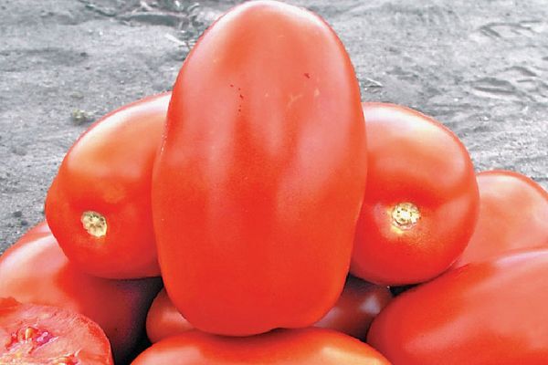 Ripe tomato