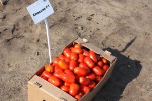 Description of the Classic tomato variety and its characteristics