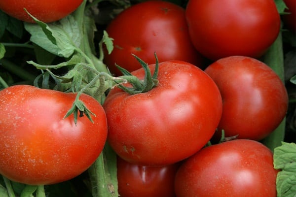 tomate de mitad de temporada