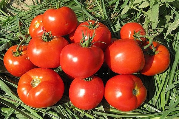 tomate dans l'herbe