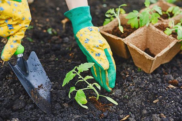 Sowing tomatoes