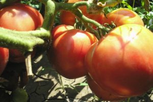 Description de la variété de tomate Love Earthly et ses caractéristiques