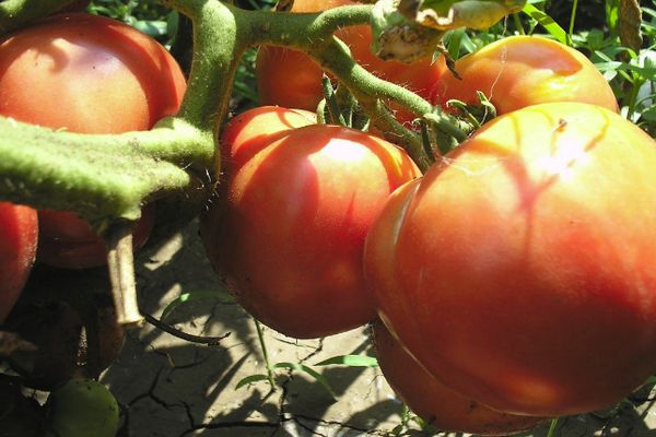 Tomatoes in a greenhouse