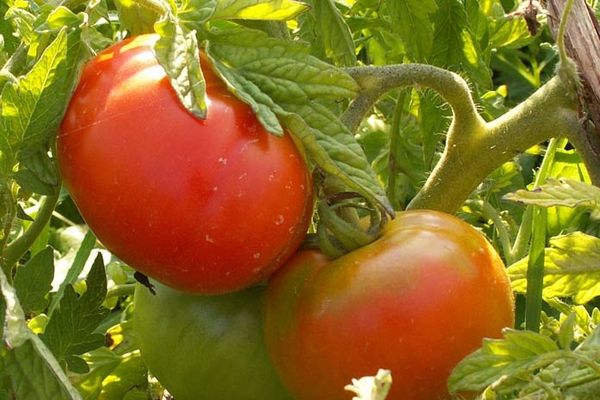 Tomates en crecimiento