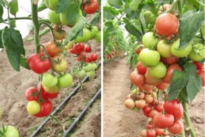 Descripción de la variedad tomate Magnus, características y cultivo.