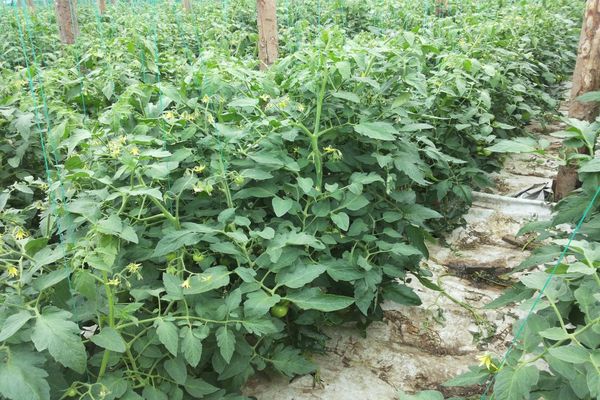 Seedlings of tomatoes