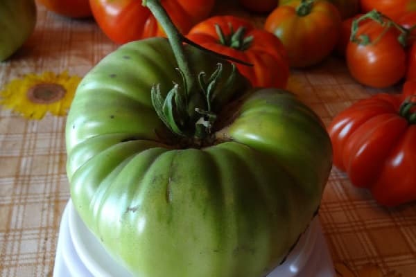 ganador de tomate