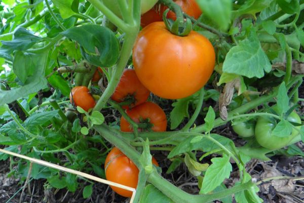 Tomatoes in a greenhouse