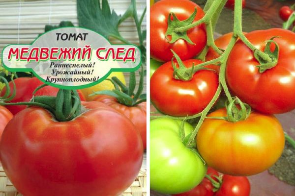 Semillas de tomate