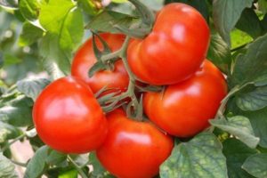 Description of the tomato variety Moment and its characteristics