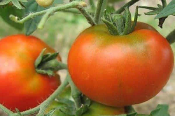 Tomato fruit