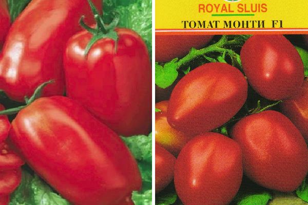 Semillas de tomate