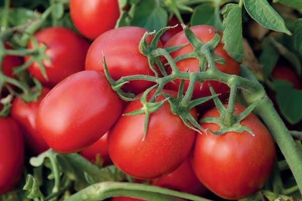 Tomates longues