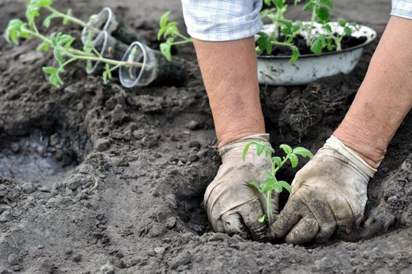 Sowing tomatoes