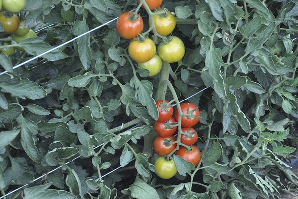 Tomates vertes