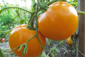 Description of the tomato variety Orange miracle and its characteristics