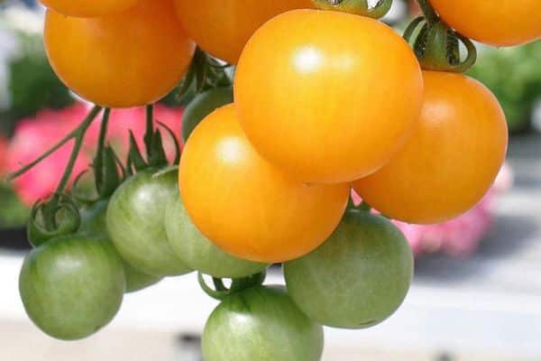 tomates jaunes