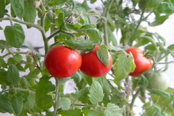 tomate brillante