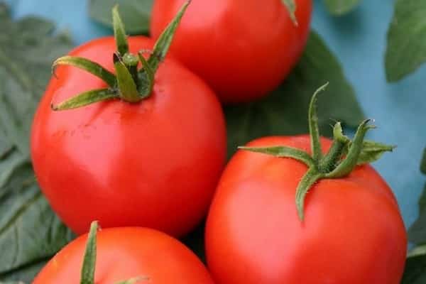 tomato yang memuaskan