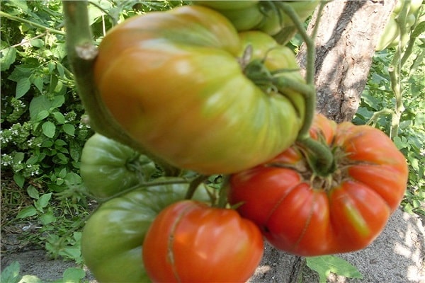 Gajah merah jambu