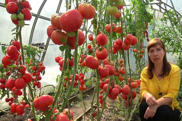 fragrant tomatoes