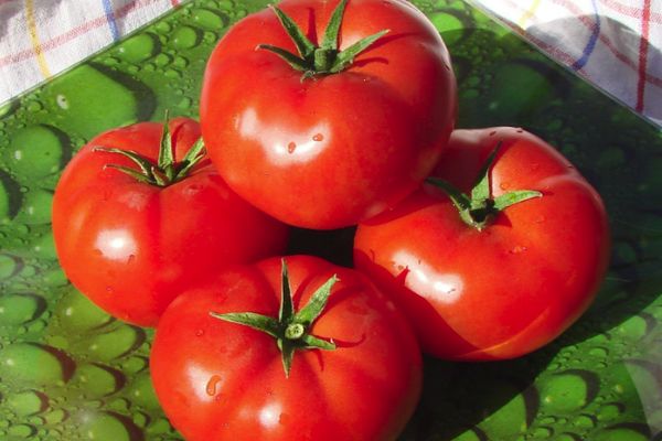 Large tomatoes