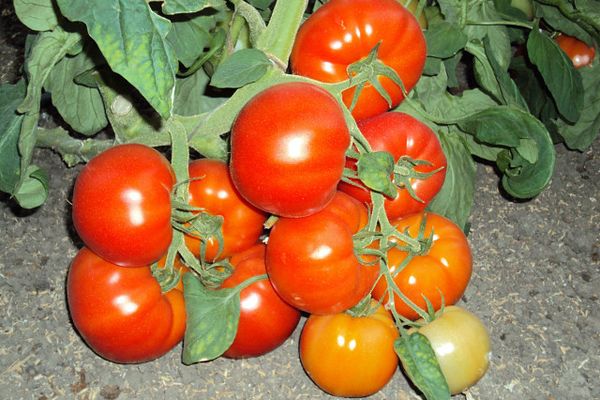 Tomato Pelageya