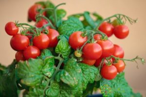 Description de la variété de tomate pygmée et caractéristiques de culture