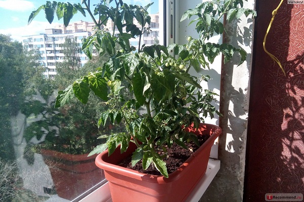 indoor plant