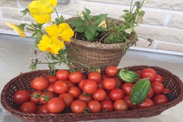 tomate con pepinos