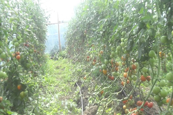 tomates en peluche