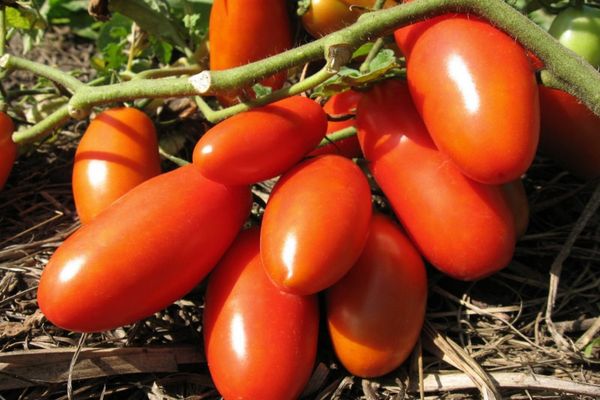 Ripe tomatoes