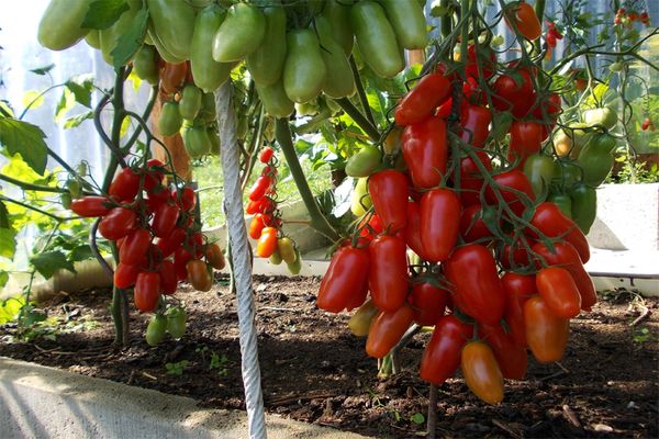 Tomatoes in the greenhouse